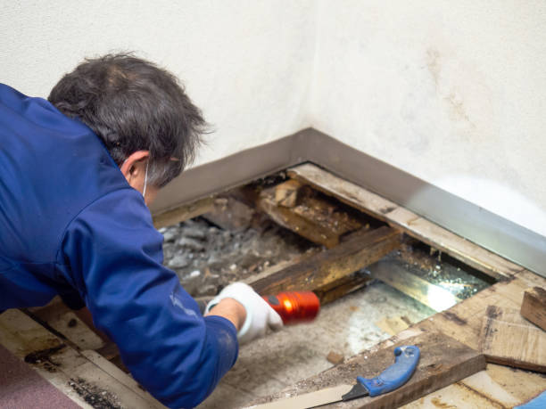 Best Black Mold Removal  in Milan, TN
