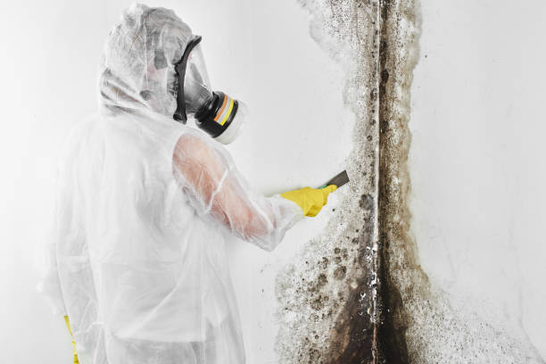 Best Fast Mold Removal  in Milan, TN