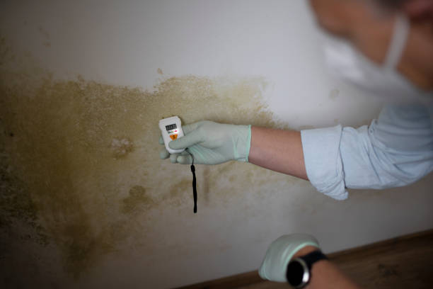 Mold Removal and Inspection in Milan, TN
