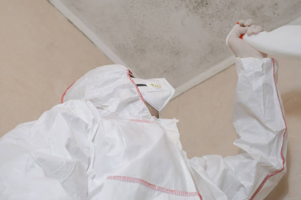 Trusted Milan, TN Mold Removal Experts