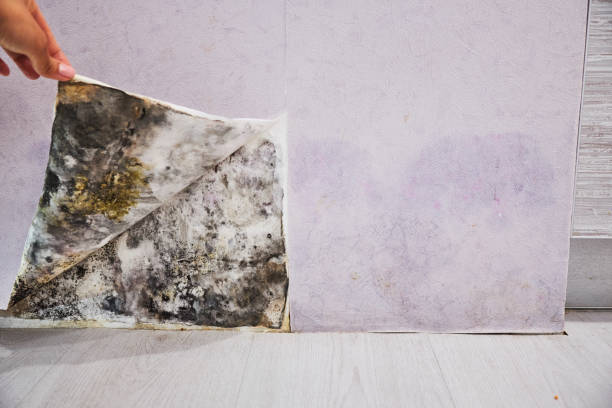 Best Mold Damage Repair  in Milan, TN